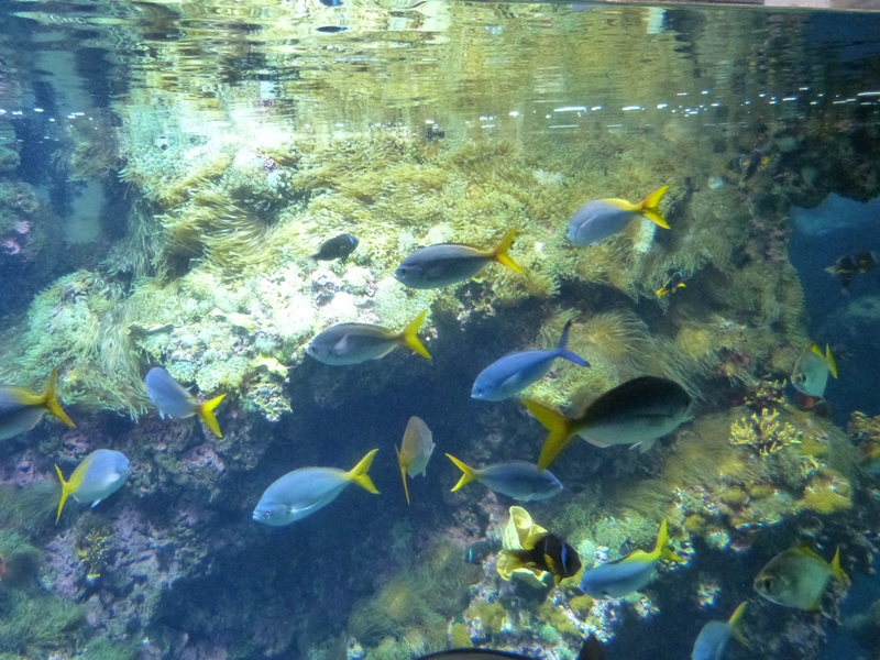 Aquarium Monaco