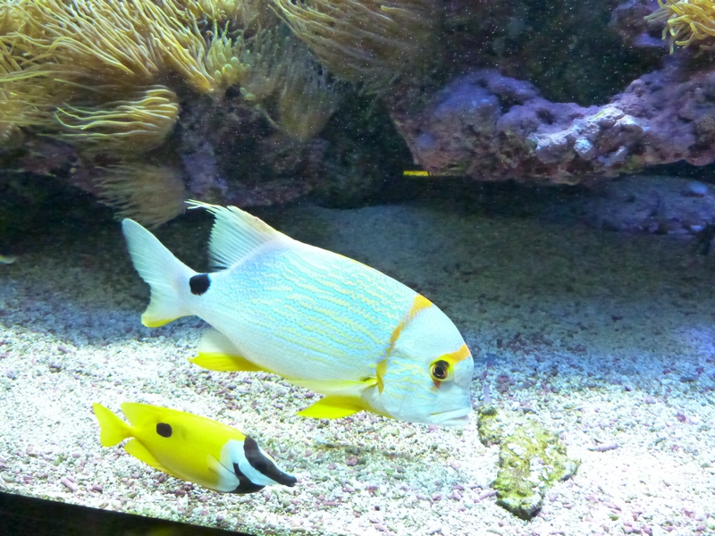Aquarium Monaco