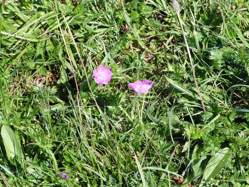 plateau de Burren