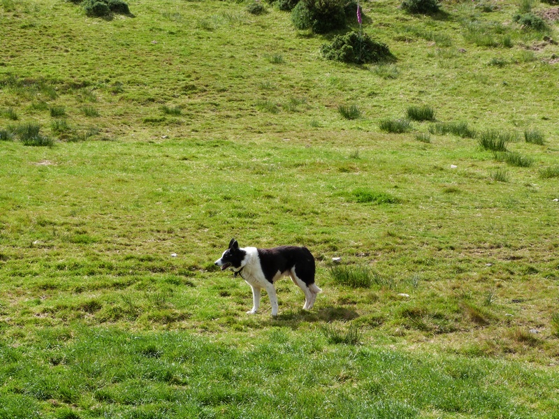 dressage traditionnel de chiens de troupeaux à la ferme de Kells