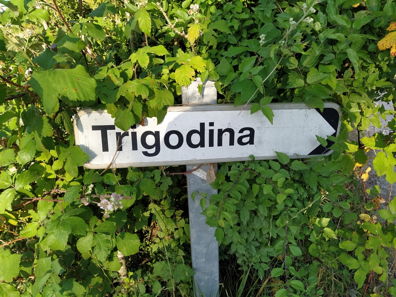 Trigodina