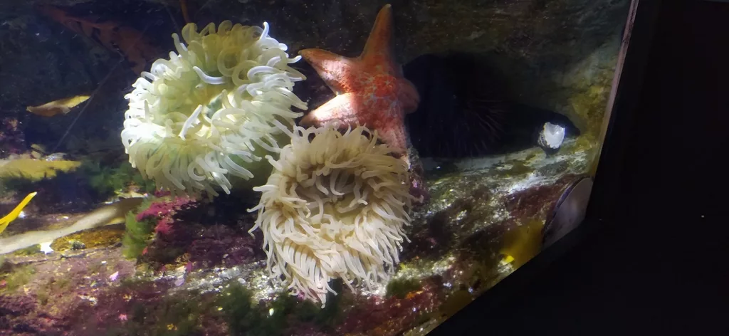 San Diego - Birch Aquarium