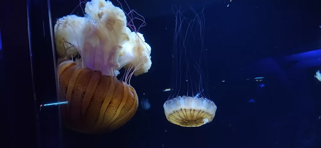 San Diego - Birch Aquarium